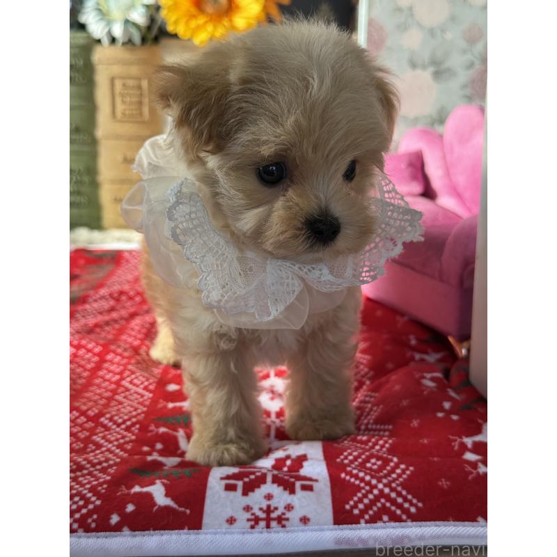 成約済の宮崎県のマルプー:マルチーズ×トイプードル-421374の23枚目