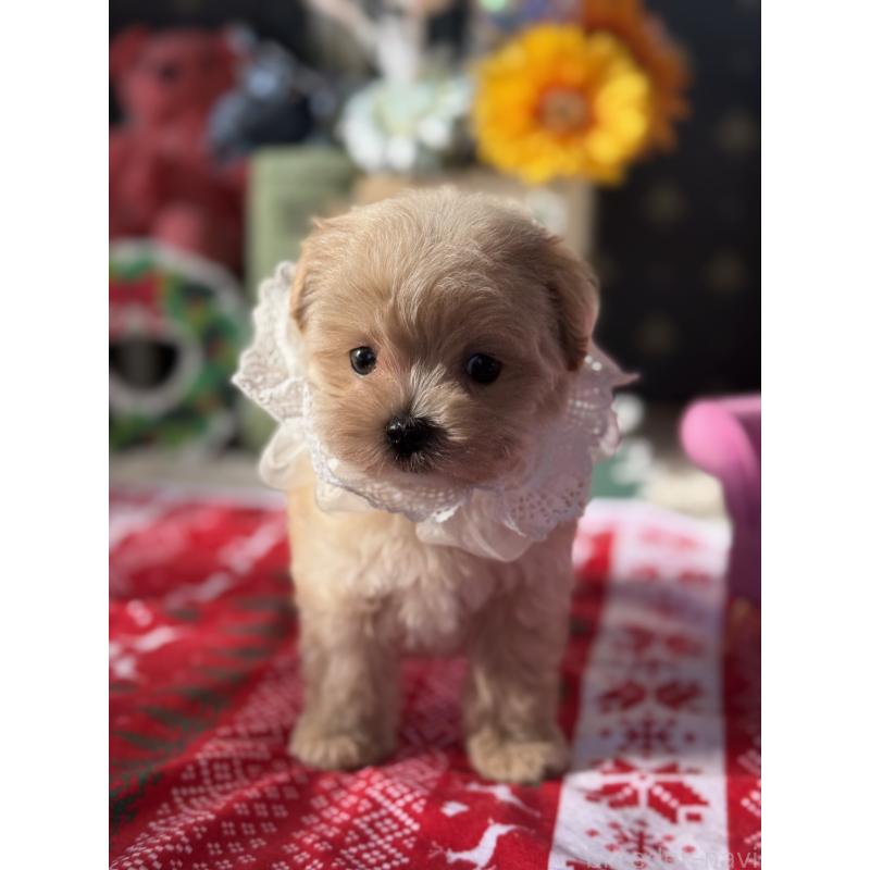 成約済の宮崎県のマルプー:マルチーズ×トイプードル-421374の22枚目