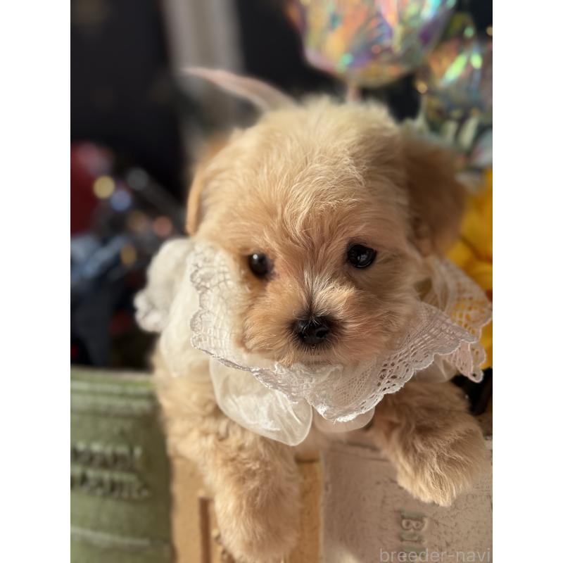 成約済の宮崎県のマルプー:マルチーズ×トイプードル-421374の20枚目