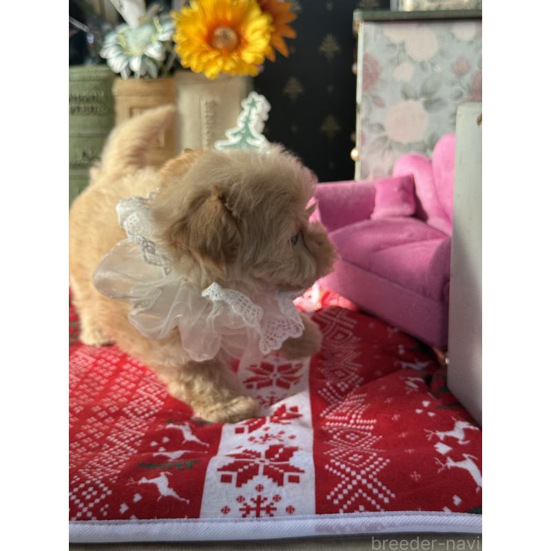 成約済の宮崎県のマルプー:マルチーズ×トイプードル-421374の19枚目