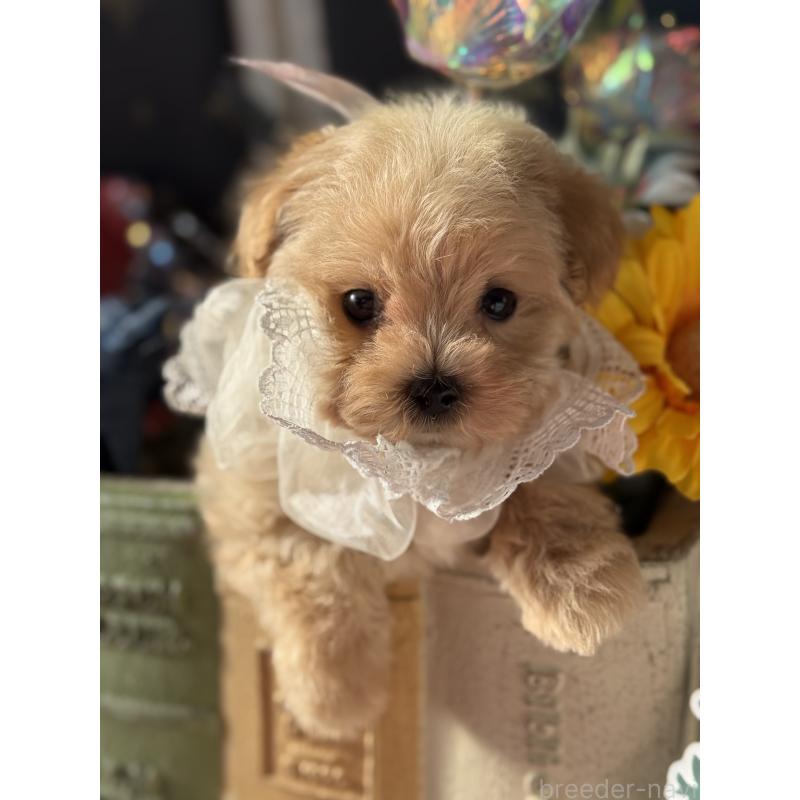 成約済の宮崎県のマルプー:マルチーズ×トイプードル-421374の18枚目