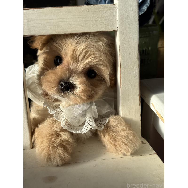 成約済の宮崎県のマルプー:マルチーズ×トイプードル-421372の19枚目