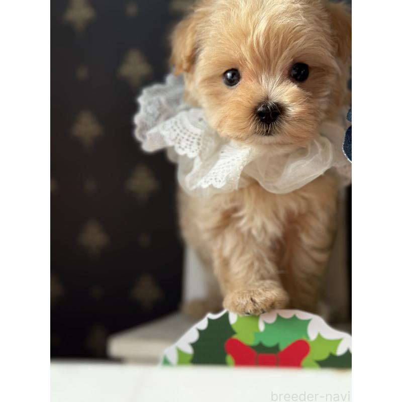 成約済の宮崎県のマルプー:マルチーズ×トイプードル-421372の18枚目