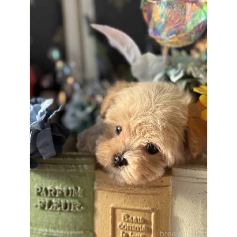 成約済の宮崎県のマルプー:マルチーズ×トイプードル-421372の17枚目