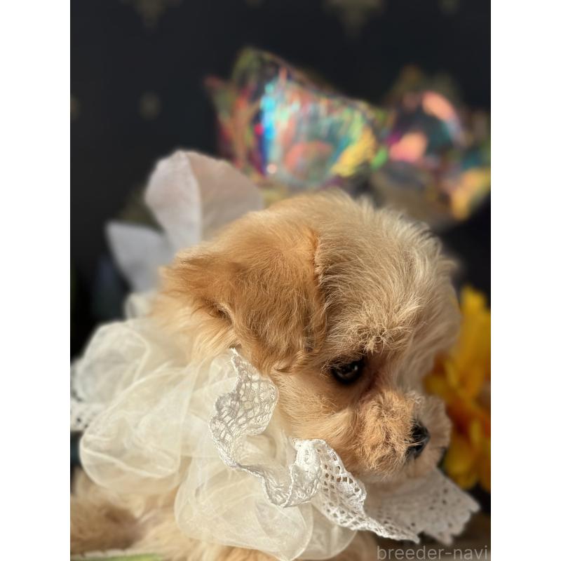 成約済の宮崎県のマルプー:マルチーズ×トイプードル-421372の16枚目