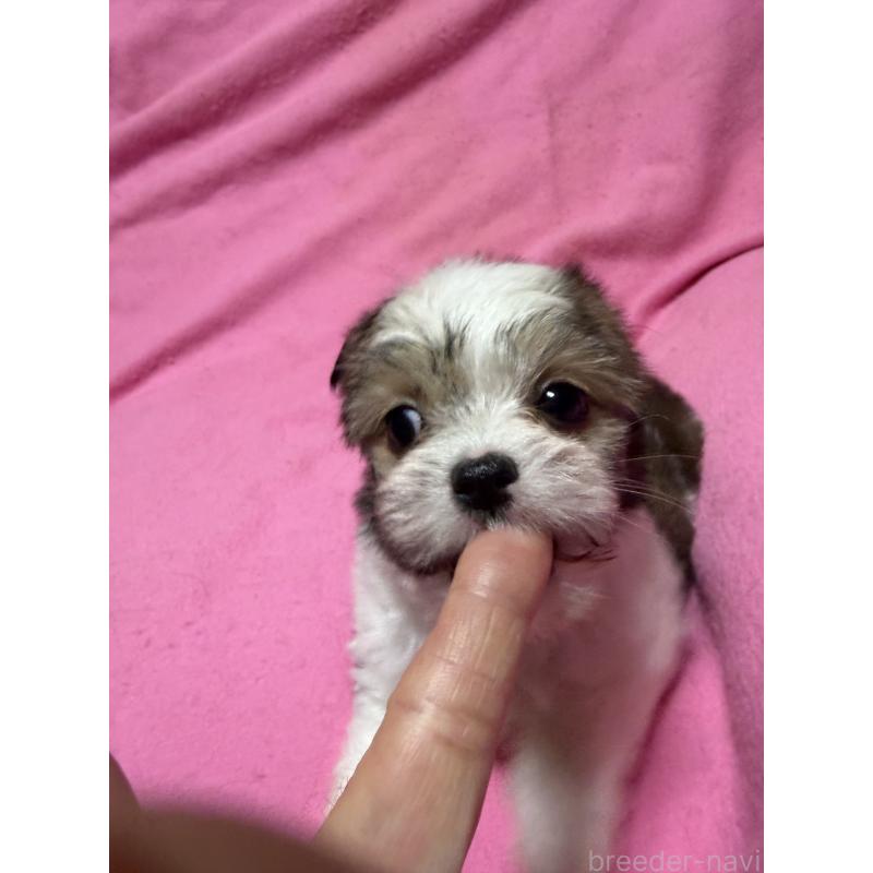 販売中の茨城県のチワマル:チワワ×マルチーズ-424783の5枚目