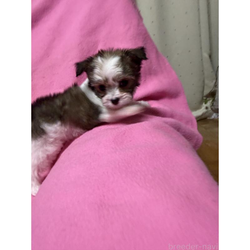 販売中の茨城県のチワマル:チワワ×マルチーズ-424783の4枚目