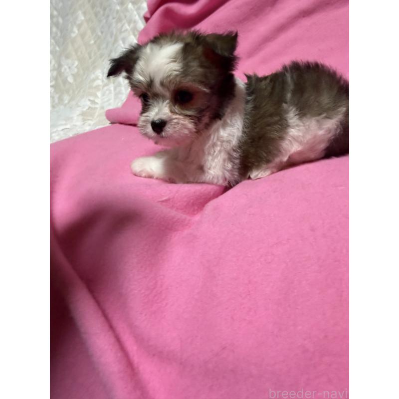 販売中の茨城県のチワマル:チワワ×マルチーズ-424783の3枚目