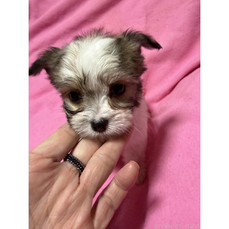 販売中の茨城県のチワマル:チワワ×マルチーズ-424783の2枚目