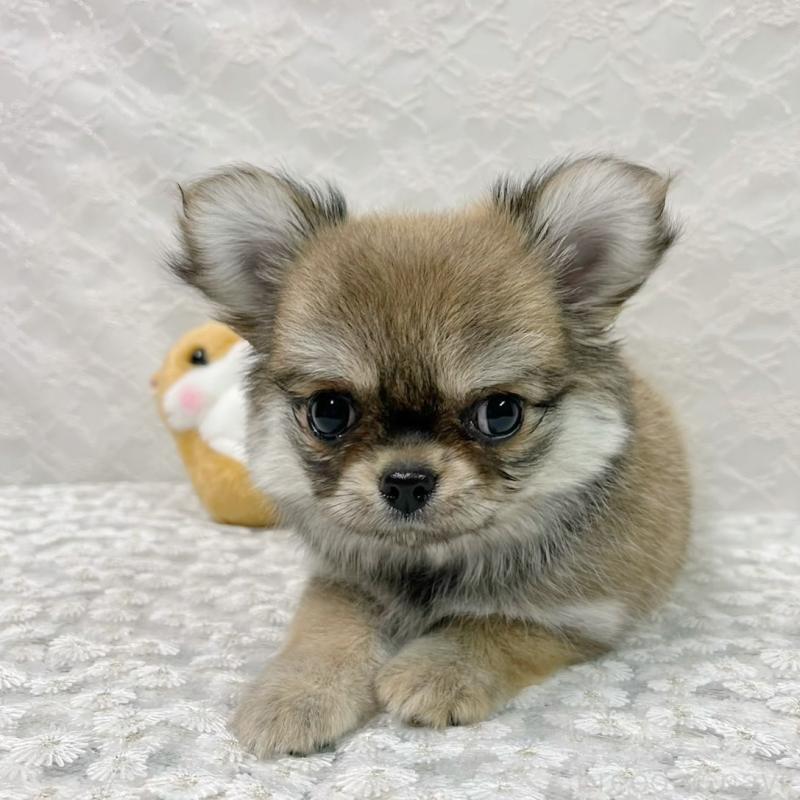 成約済の岡山県のチワワ(ロングコート)-422166の1枚目