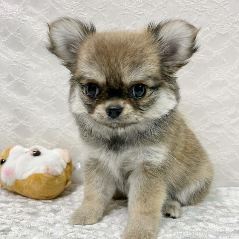 成約済の岡山県のチワワ(ロングコート)-422166の3枚目