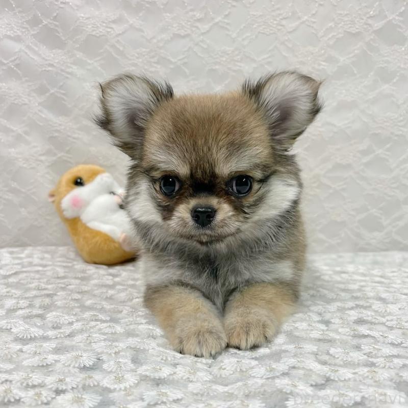 成約済の岡山県のチワワ(ロングコート)-422166の2枚目