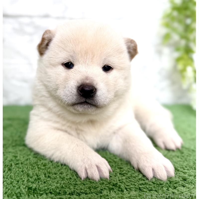 販売中の埼玉県の柴犬-424784の5枚目