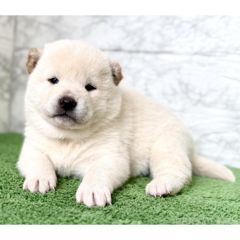 販売中の埼玉県の柴犬-424784の4枚目