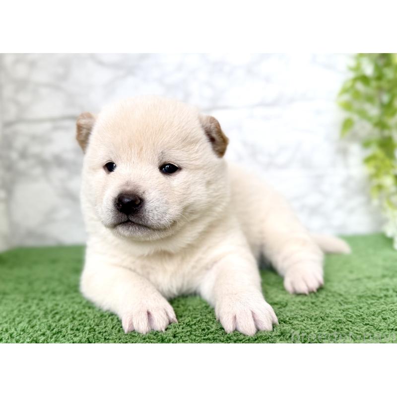 販売中の埼玉県の柴犬-424784の3枚目