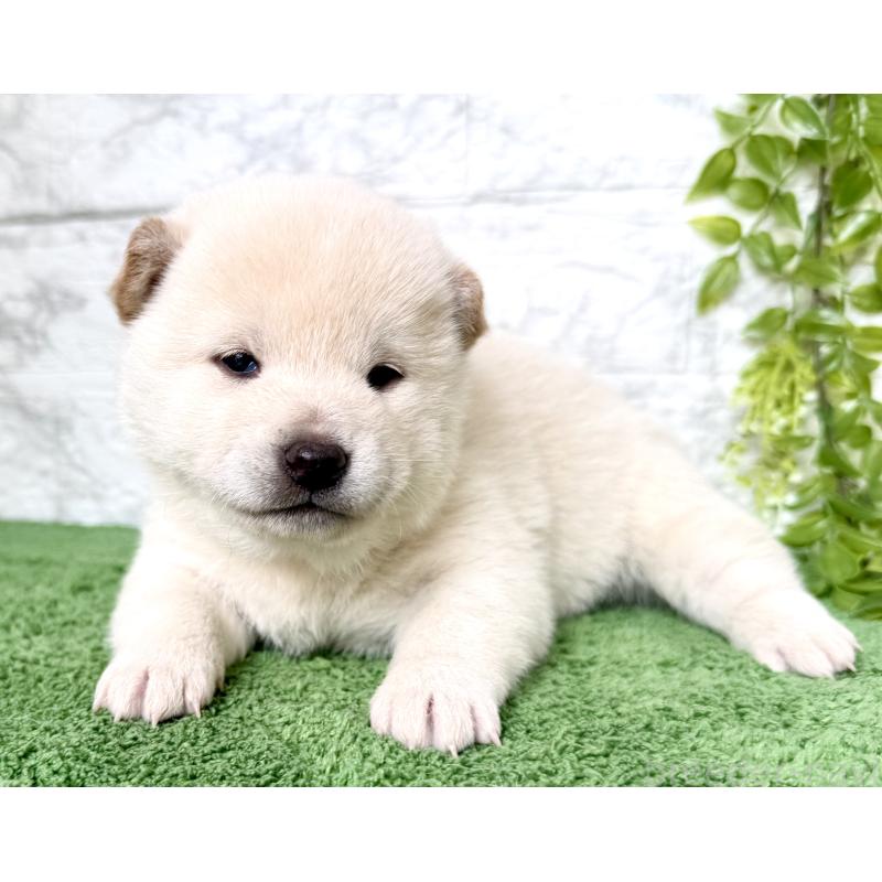 販売中の埼玉県の柴犬-424784の2枚目