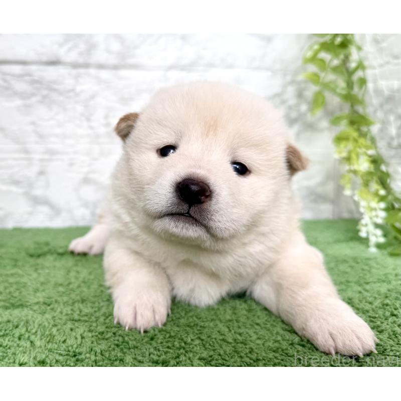 販売中の埼玉県の柴犬-424788の8枚目