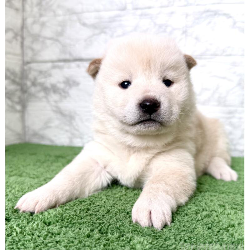 販売中の埼玉県の柴犬-424788の7枚目