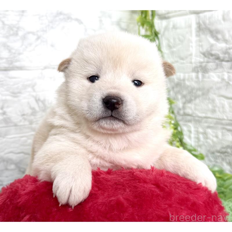 販売中の埼玉県の柴犬-424788の6枚目