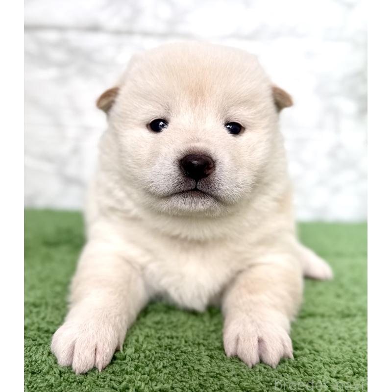 販売中の埼玉県の柴犬-424788の5枚目