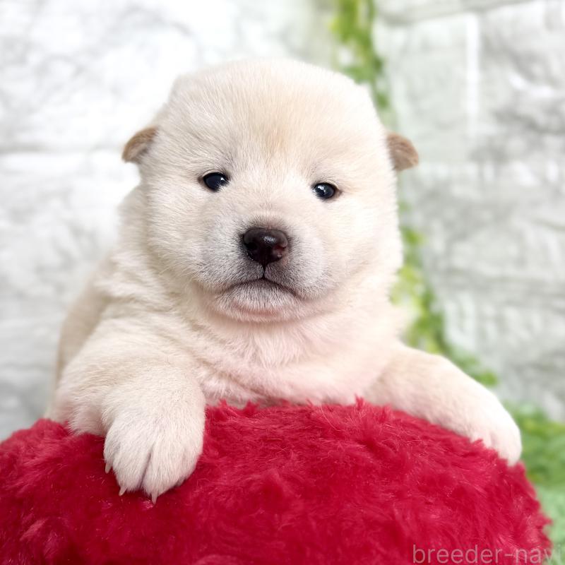 販売中の埼玉県の柴犬-424788の4枚目