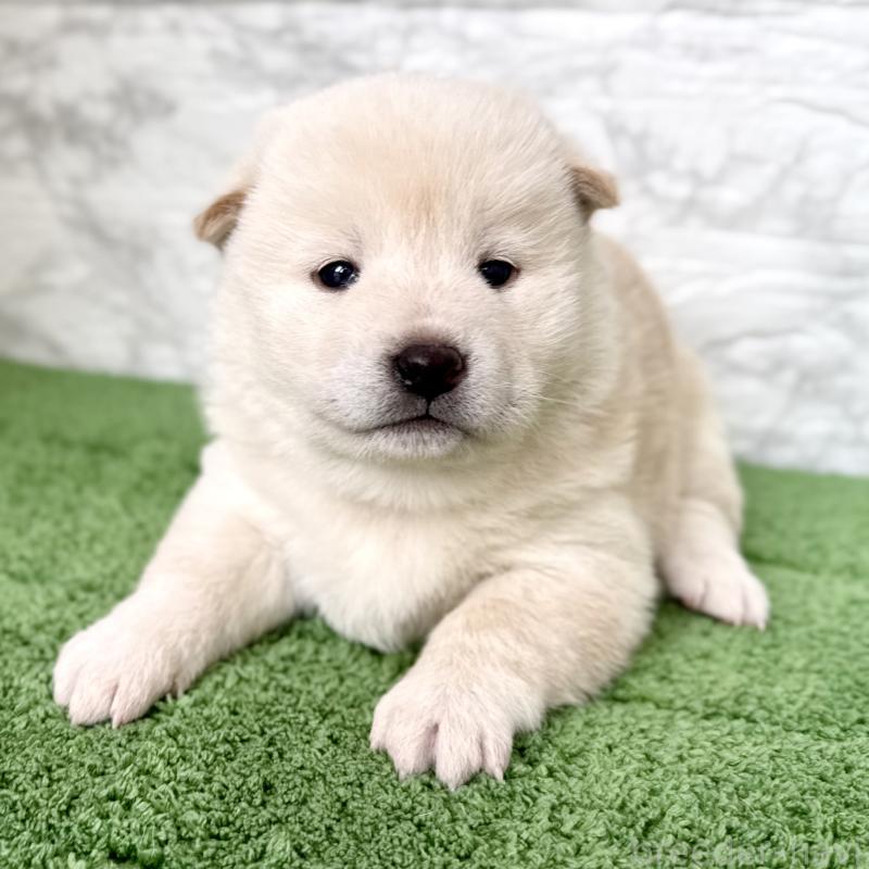 販売中の埼玉県の柴犬-424788の3枚目