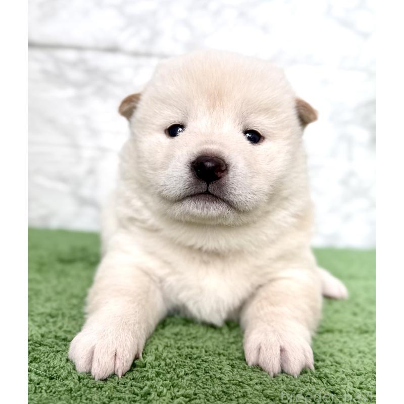 販売中の埼玉県の柴犬-424788の2枚目