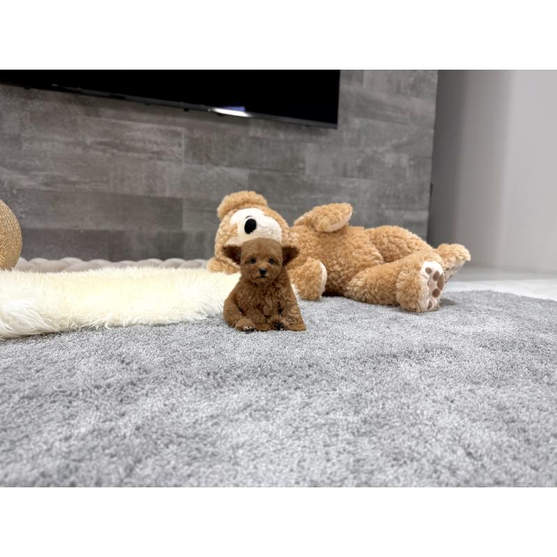 販売中の滋賀県のタイニープードル-424787の6枚目