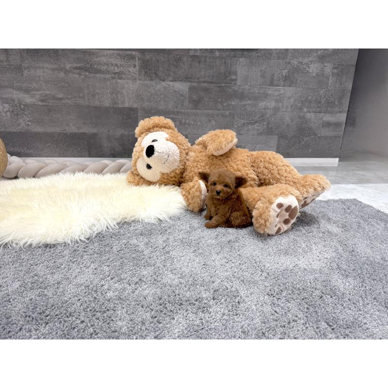 販売中の滋賀県のタイニープードル-424787の5枚目