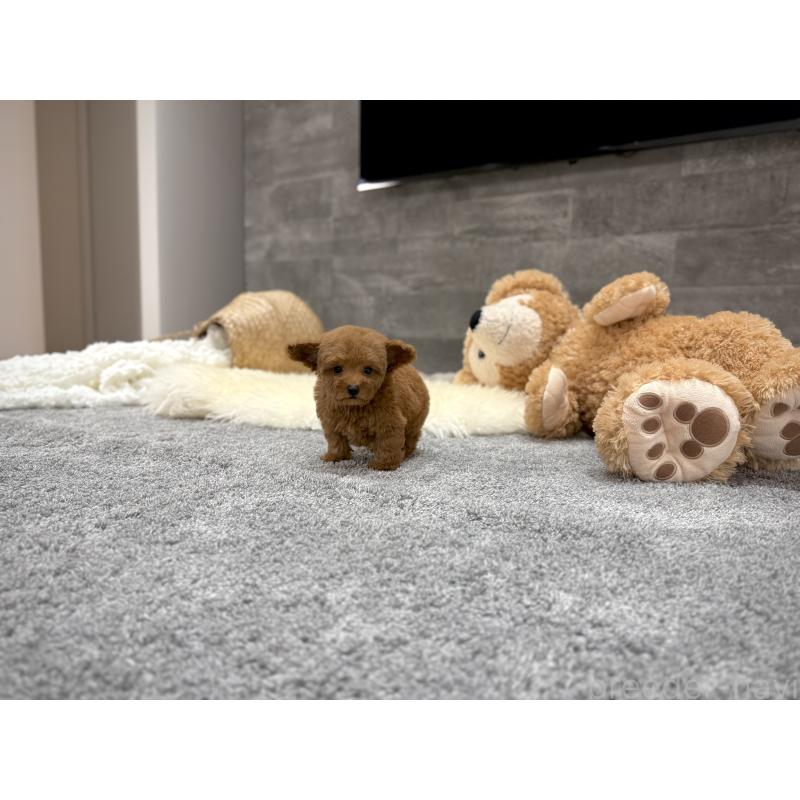 販売中の滋賀県のタイニープードル-424787の4枚目