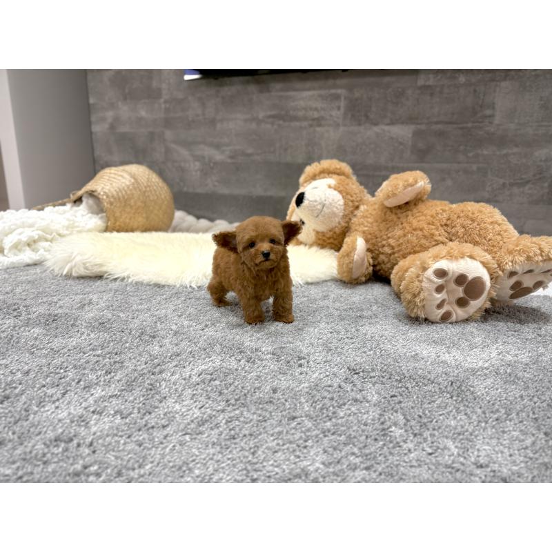 販売中の滋賀県のタイニープードル-424787の3枚目