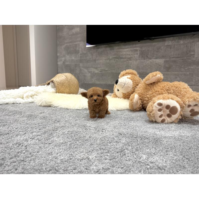 販売中の滋賀県のタイニープードル-424787の2枚目