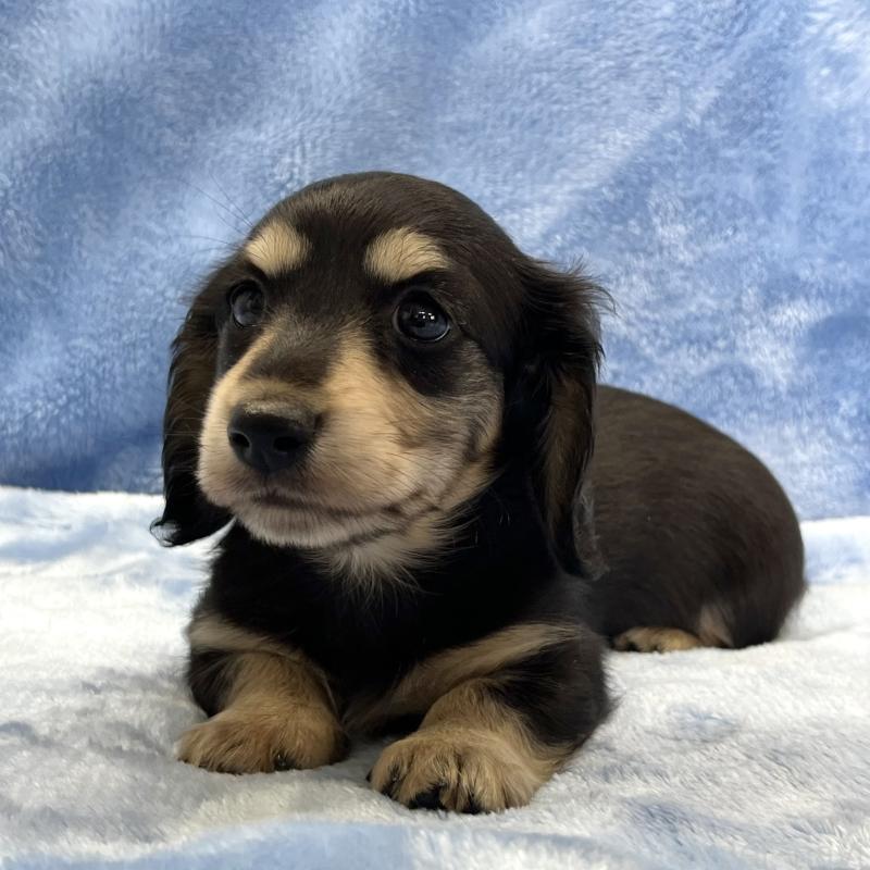 販売中の大阪府のミニチュアダックスフンド(ロングヘアード)-420114