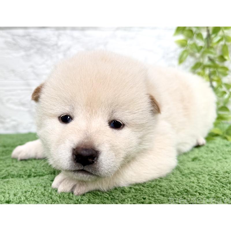 販売中の埼玉県の柴犬-424790の6枚目