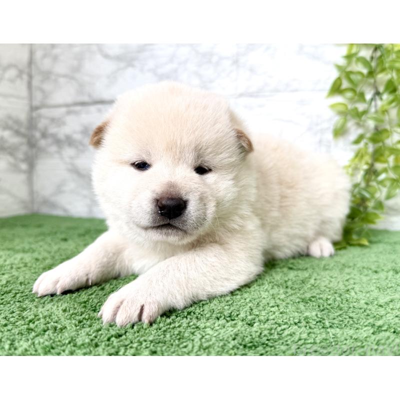 販売中の埼玉県の柴犬-424790の5枚目