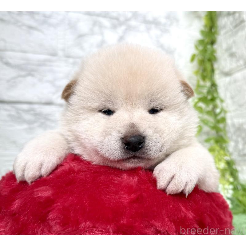 販売中の埼玉県の柴犬-424790の3枚目