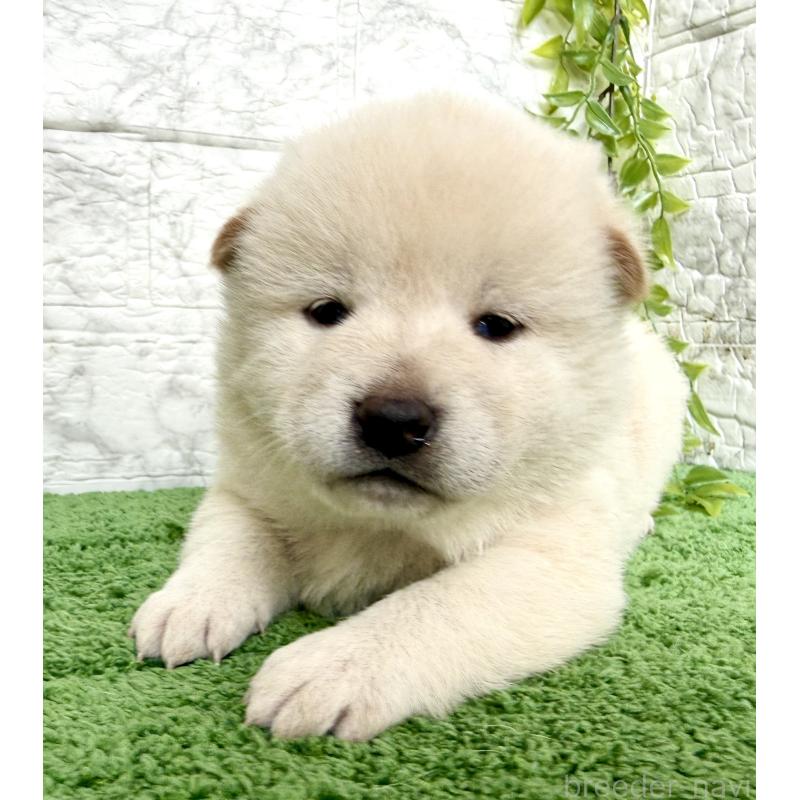 販売中の埼玉県の柴犬-424790の2枚目