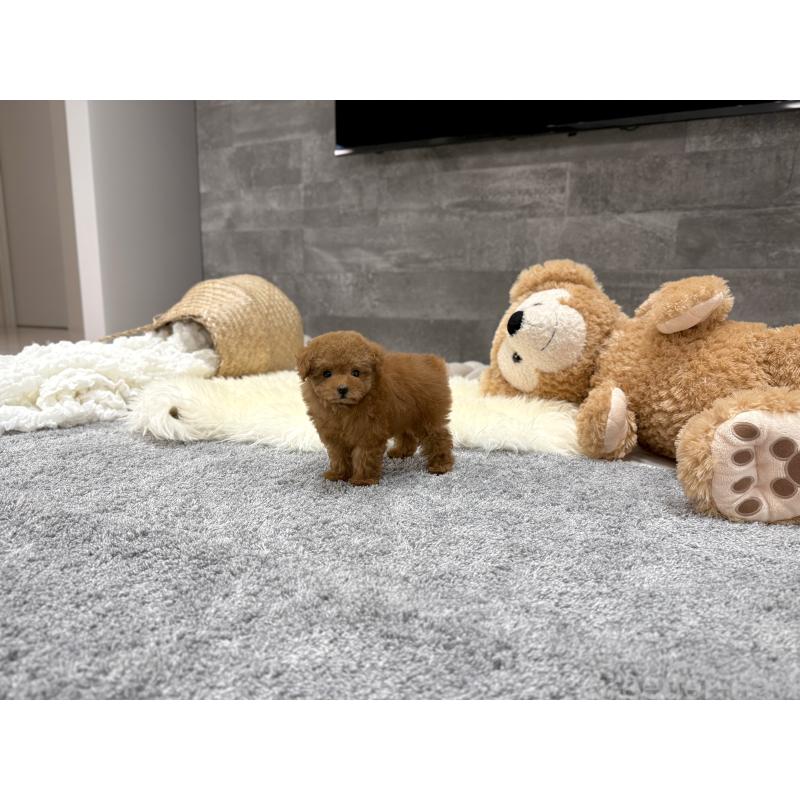 販売中の滋賀県のタイニープードル-424791の7枚目