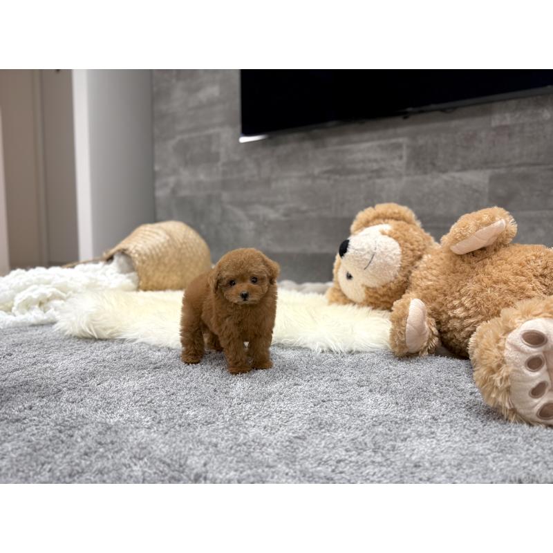 販売中の滋賀県のタイニープードル-424791の6枚目