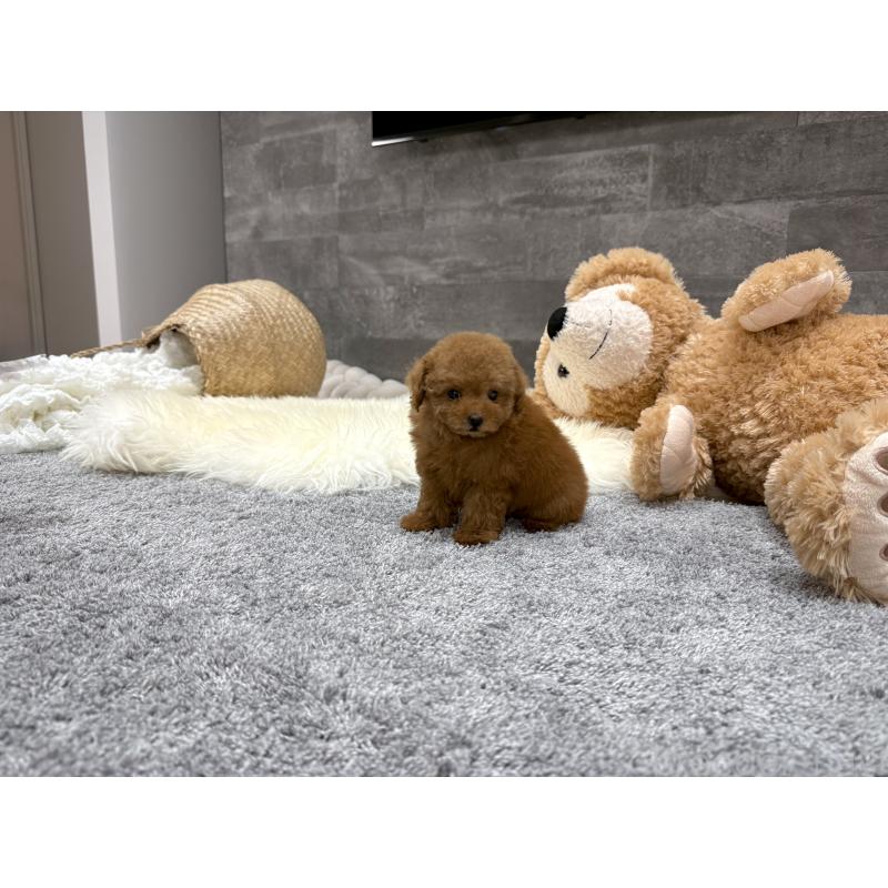 販売中の滋賀県のタイニープードル-424791の5枚目