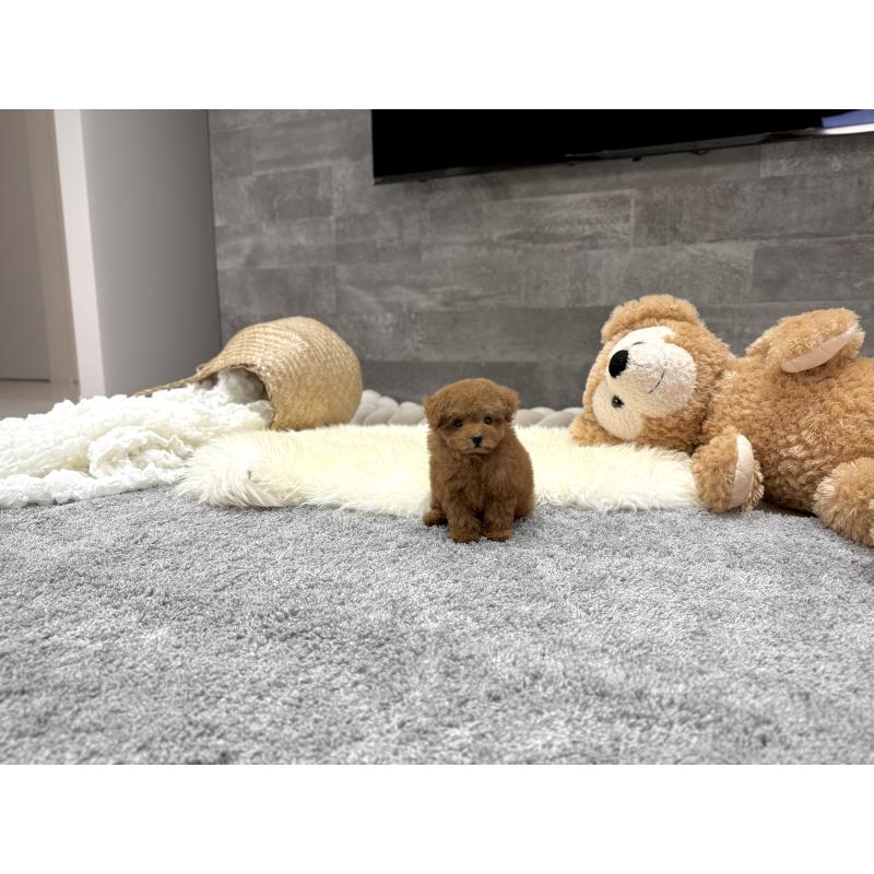 販売中の滋賀県のタイニープードル-424791の4枚目