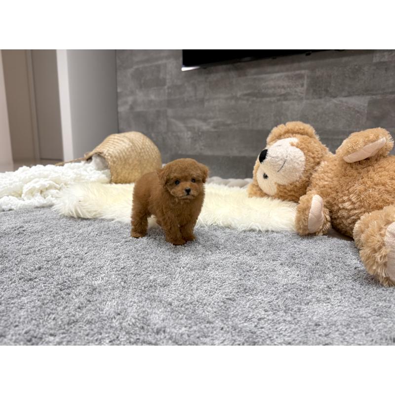 販売中の滋賀県のタイニープードル-424791の3枚目