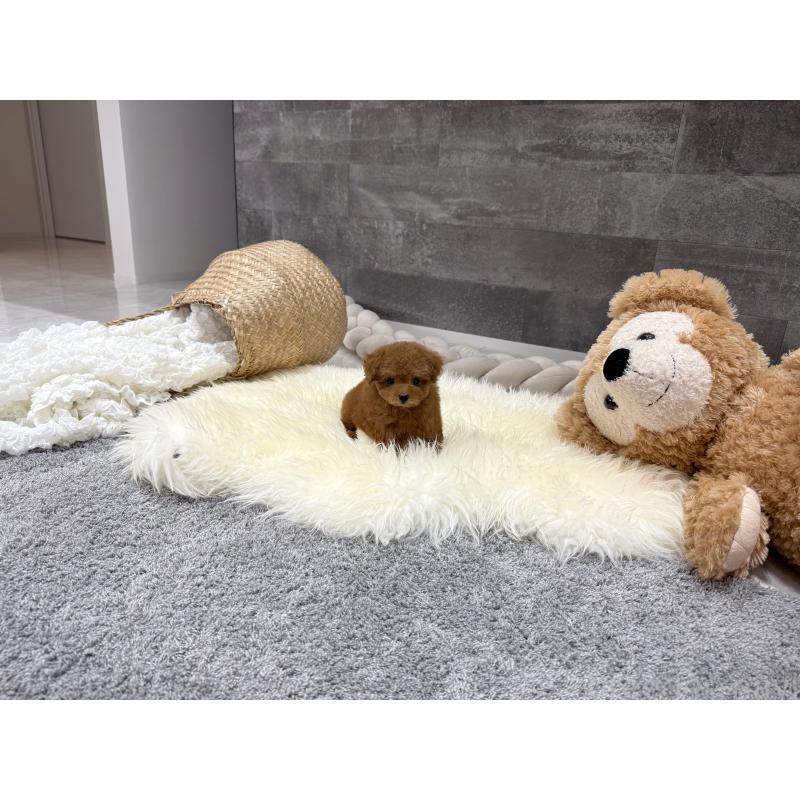 販売中の滋賀県のタイニープードル-424791の2枚目