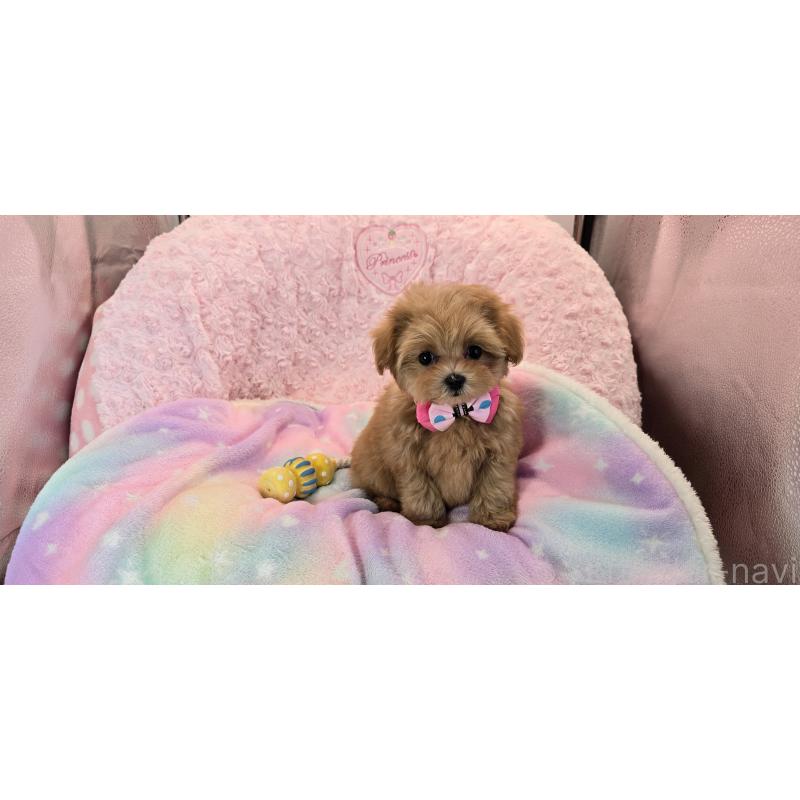 販売中の沖縄県のミックス犬-424401の7枚目