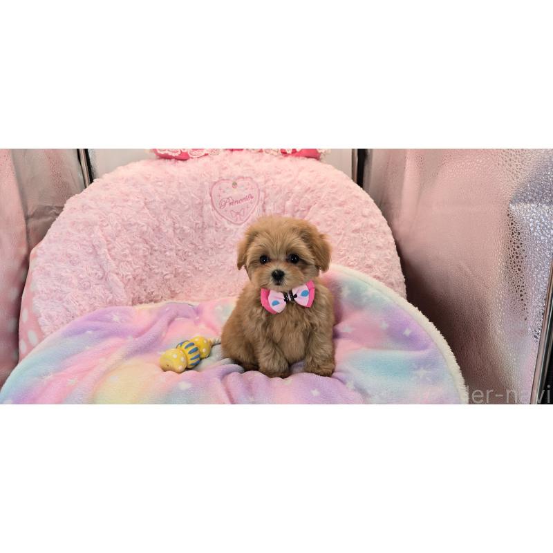 販売中の沖縄県のミックス犬-424401の6枚目