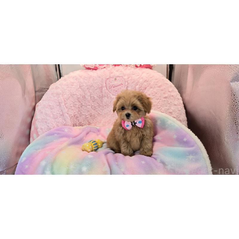 販売中の沖縄県のミックス犬-424401の5枚目