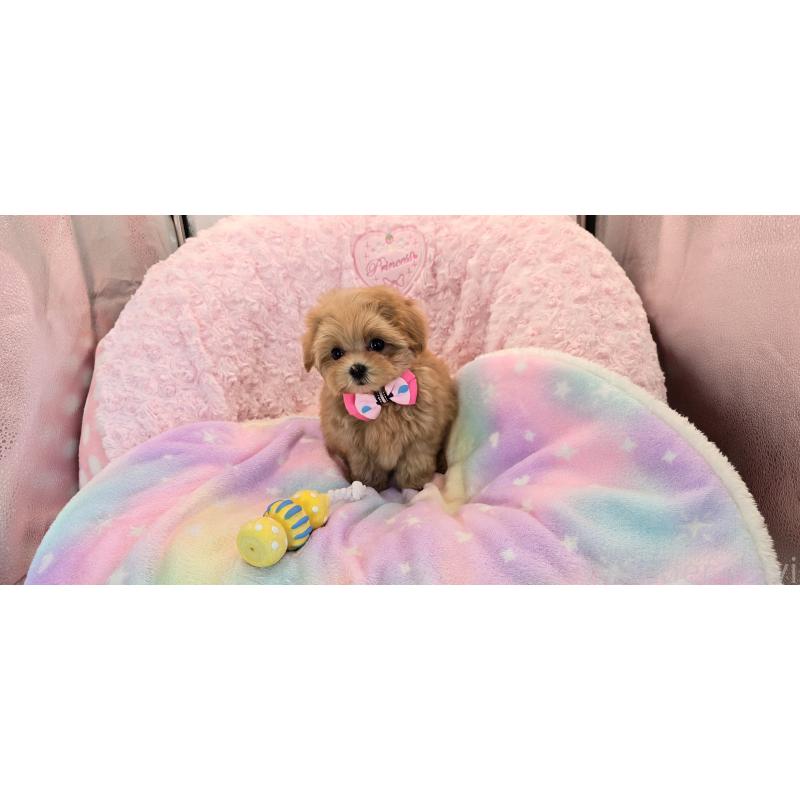 販売中の沖縄県のミックス犬-424401の4枚目