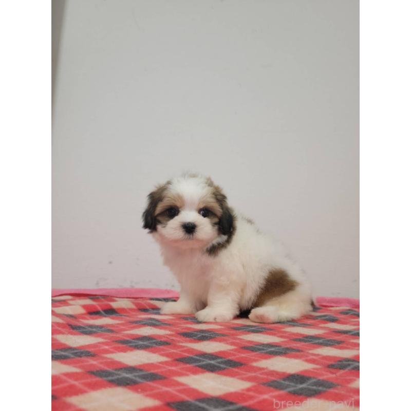 販売中の栃木県のマルシーズー:マルチーズ×シーズー-424793の3枚目