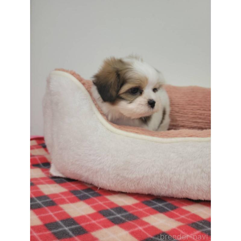 販売中の栃木県のマルシーズー:マルチーズ×シーズー-424793の2枚目