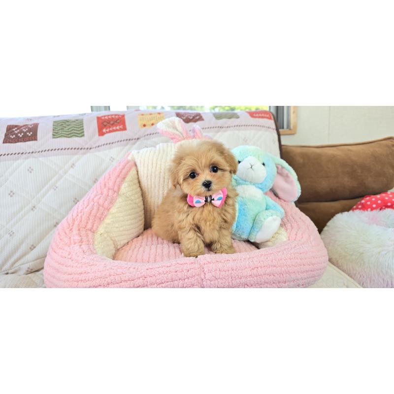 販売中の沖縄県のミックス犬-424401の3枚目